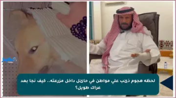 لحظة هجوم ذئب على مواطن في حائل داخل مزرعته.. كيف نجا بعد عراك طويل؟